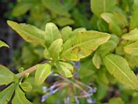 Plumbago - Plumbago capensis (en Corse) (03) (Photo F. Mrugala)